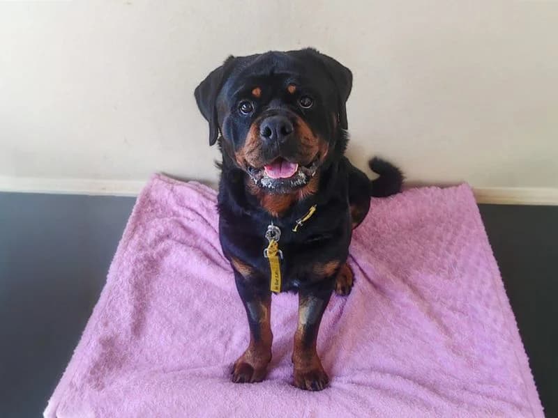 Hudson, male 4yo Rottweiler for adoption at Dogs Trust Basildon, Wickford