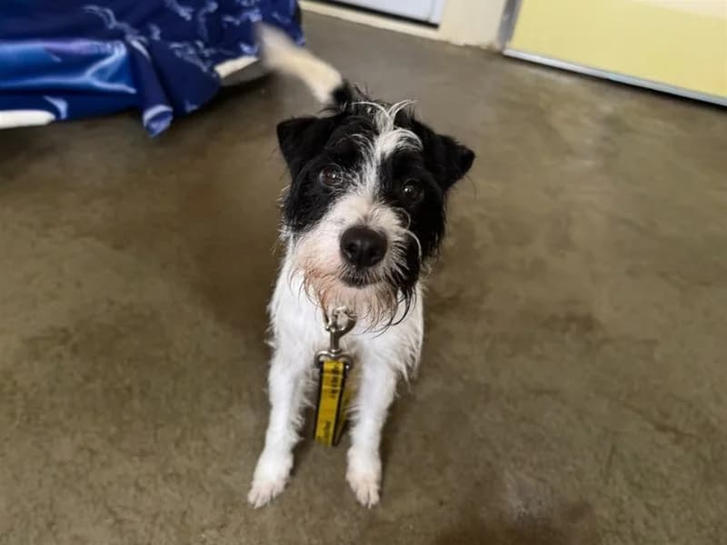 Rosie, female 4yo Jack Russell Terrier for adoption at Dogs Trust Basildon, Wickford