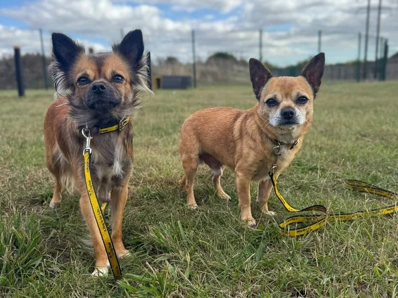 Saturn, male 6yo Chihuahua for adoption at Dogs Trust Basildon, Wickford