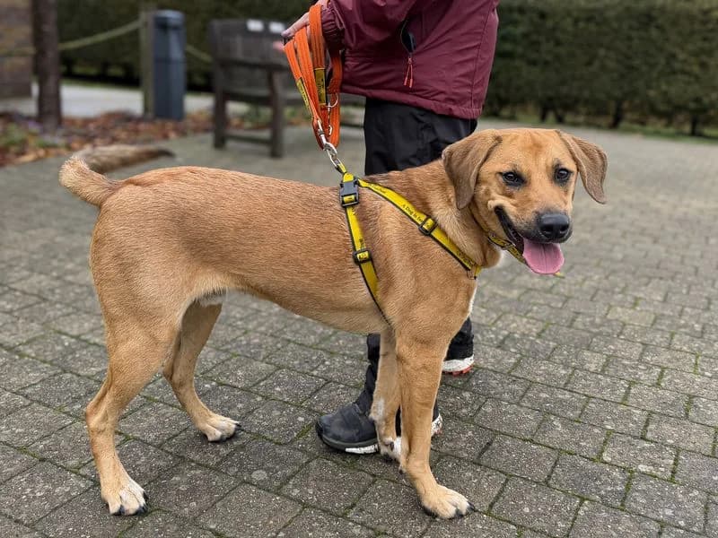 Benny, male puppy mixed breed for adoption at Dogs Trust Basildon, Wickford