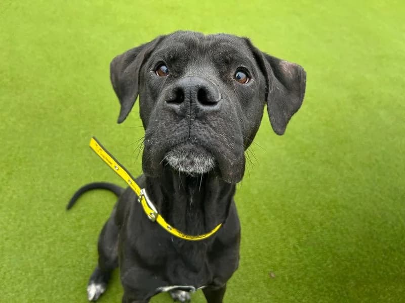 Rolo, male 5yo Mixed Breed for adoption at Dogs Trust Basildon, Wickford