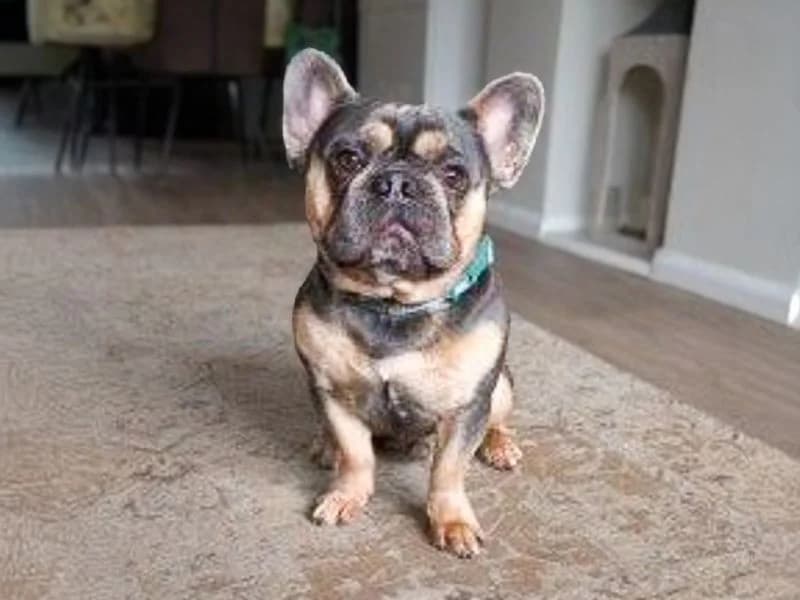 Albus, male 4yo English Bulldog for adoption at Dogs Trust Basildon, Wickford