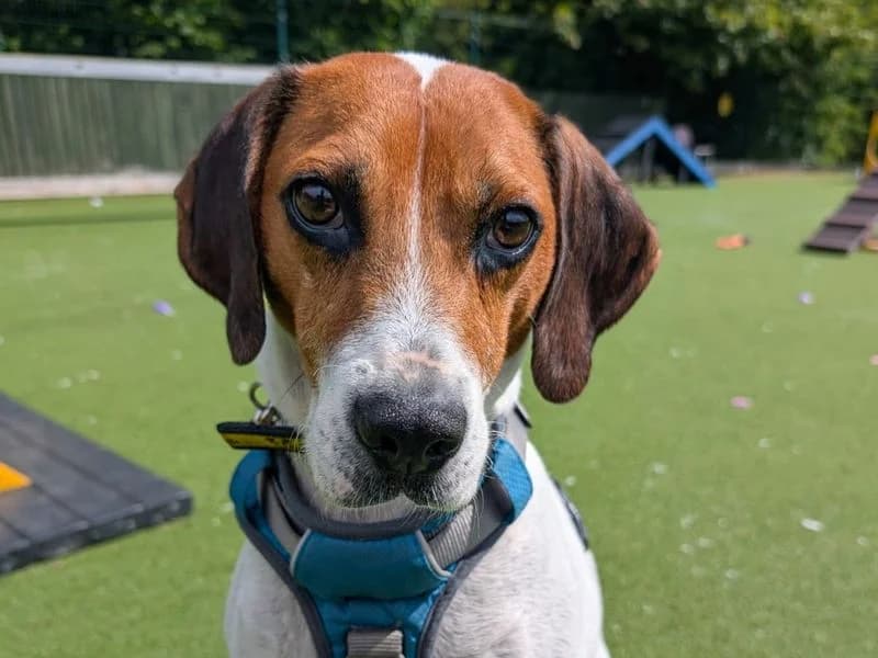Latte, female 4yo mixed breed for adoption at Dogs Trust Basildon, Wickford