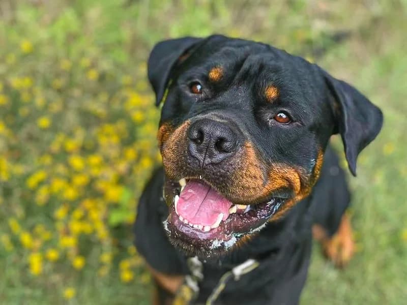 Cash, male young Rottweiler for adoption at Dogs Trust Basildon, Wickford