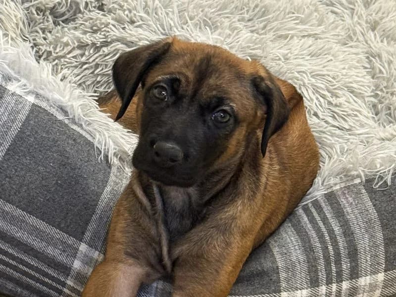 Lassie, female puppy Rhodesian Ridgeback for adoption at Dogs Trust Basildon, Wickford