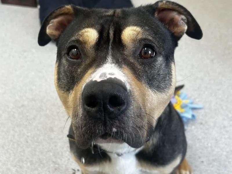 Yuri, male young Staffordshire Bull Terrier for adoption at Dogs Trust Basildon, Wickford