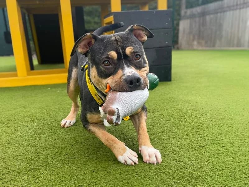 Yuri, male young Staffordshire Bull Terrier for adoption at Dogs Trust Basildon, Wickford