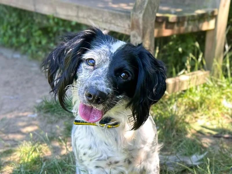 Skyla, female 3yo Cocker Spaniel for adoption at Dogs Trust Basildon, Wickford