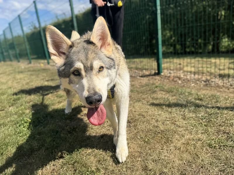 Warner, male 6yo mixed breed for adoption at Dogs Trust Basildon, Wickford
