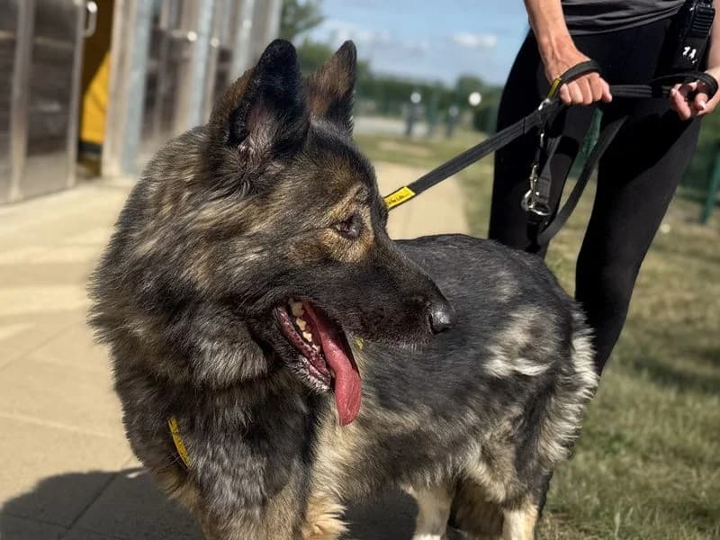 Oakley, female 4yo mixed breed for adoption at Dogs Trust Basildon, Wickford