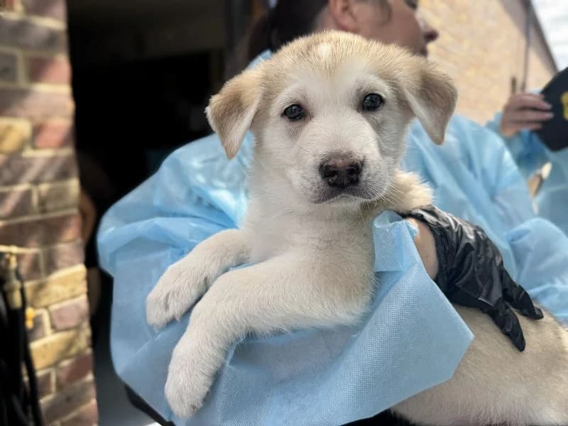 Lisa, female puppy Alaskan Malamute for adoption at Dogs Trust Basildon, Wickford