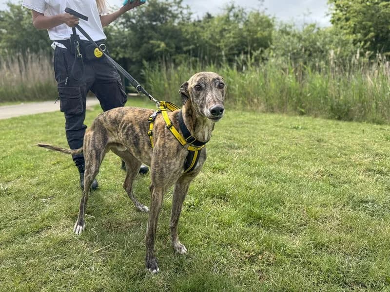 Lenny, male 4yo Greyhound for adoption at Dogs Trust Basildon, Wickford