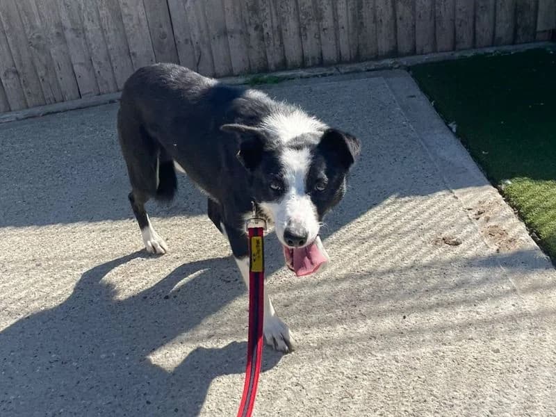 Vimto, male 3yo Border Collie for adoption at Dogs Trust Basildon, Wickford