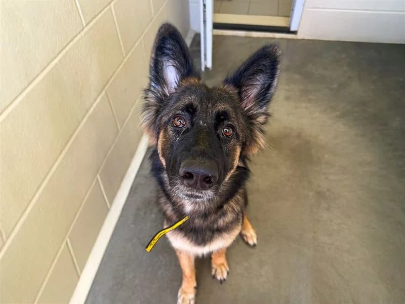 Cyndi, female young mixed breed for adoption at Dogs Trust Basildon, Wickford