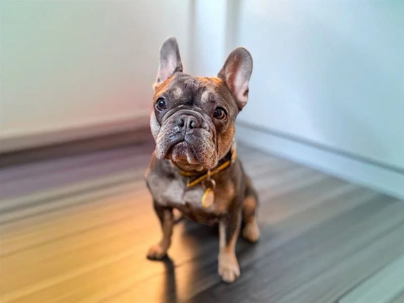 Mini, female young English Bulldog for adoption at Dogs Trust Basildon, Wickford
