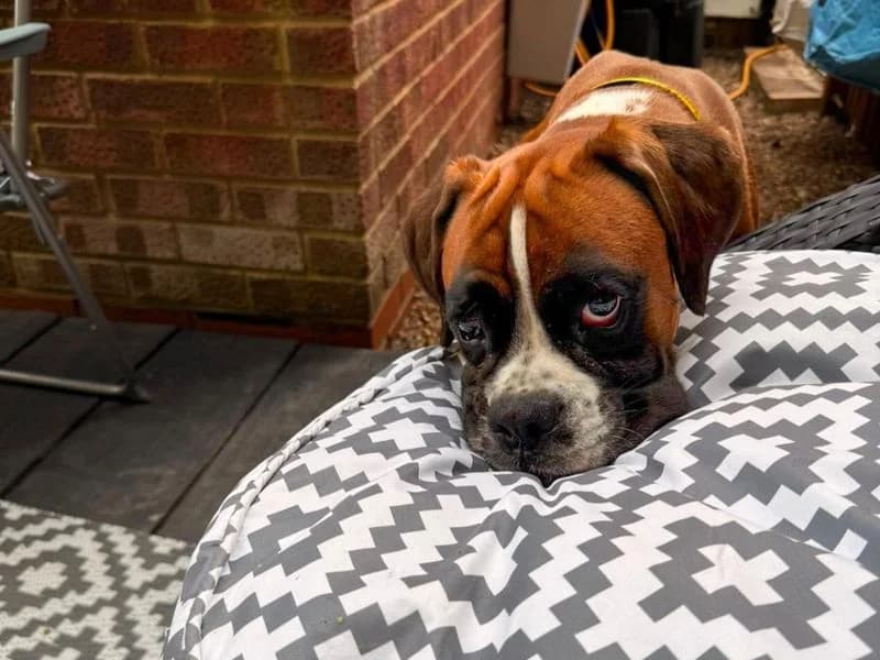 Wexford, male young mixed breed for adoption at Dogs Trust Basildon, Wickford