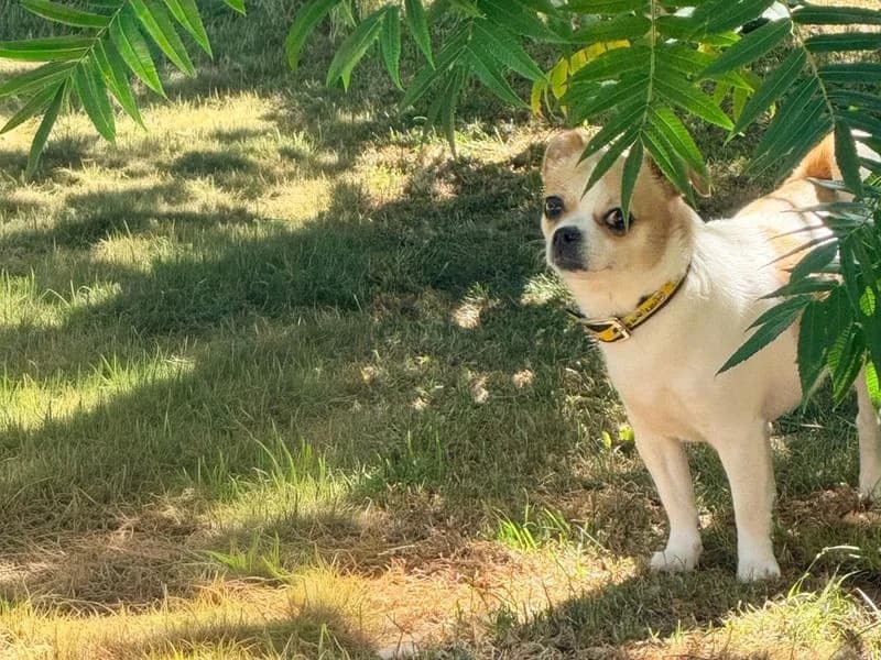 Lottie, female young Pug for adoption at Dogs Trust Basildon, Wickford