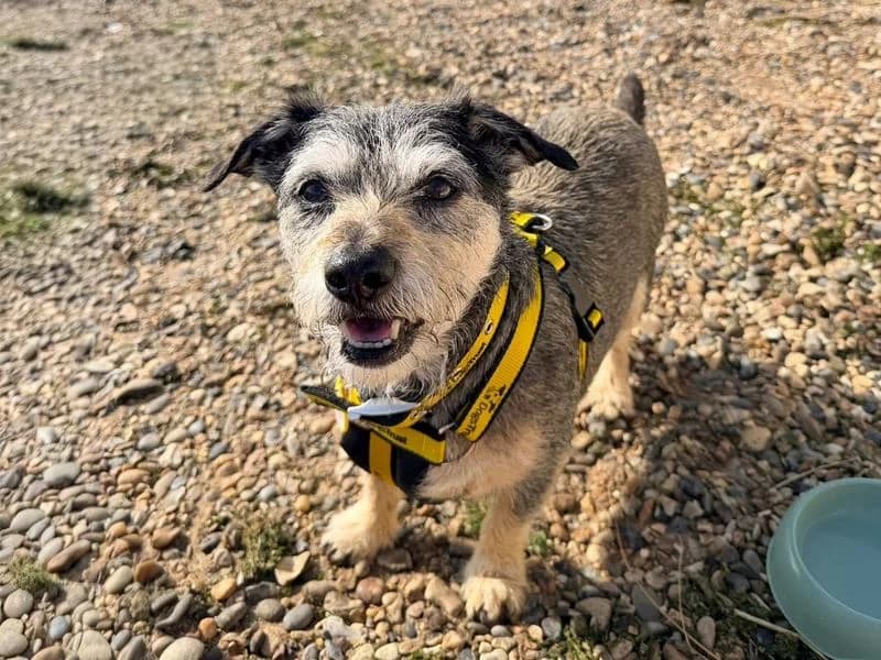 Joseph, male senior mixed breed for adoption at Dogs Trust Basildon, Wickford