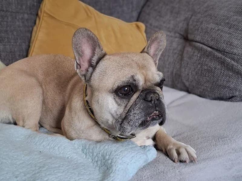 Heidi, male 7yo English Bulldog for adoption at Dogs Trust Basildon, Wickford
