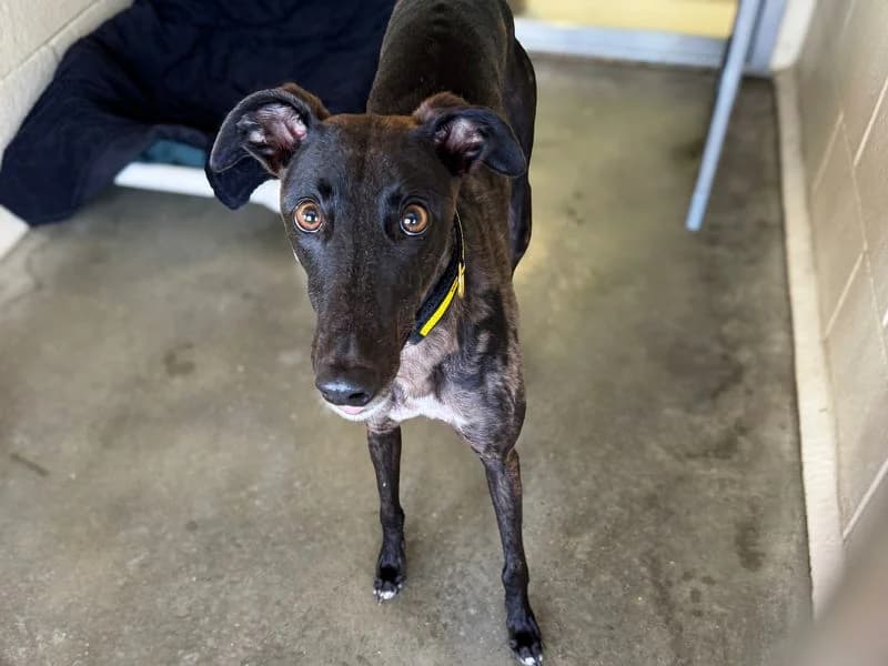 Blossom, female 3yo Greyhound for adoption at Dogs Trust Basildon, Wickford