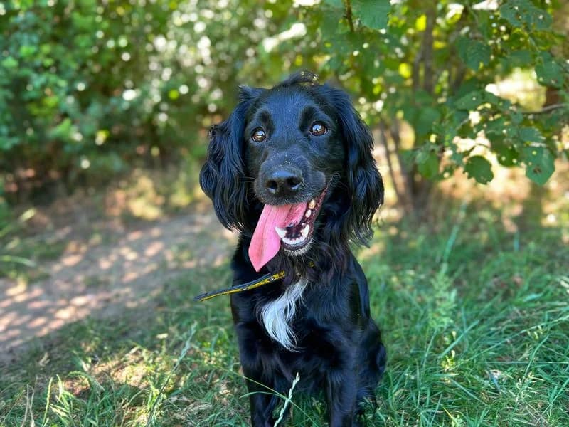 Della, female 3yo Cocker Spaniel for adoption at Dogs Trust Basildon, Wickford