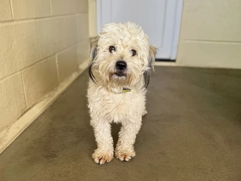 Kermit, male young mixed breed for adoption at Dogs Trust Basildon, Wickford