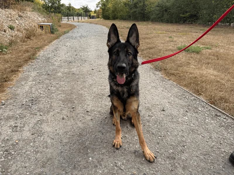 Saxon, male young mixed breed for adoption at Dogs Trust Basildon, Wickford
