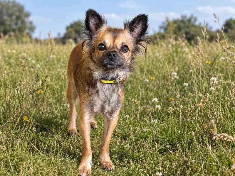 Castle, female young Chihuahua for adoption at Dogs Trust Basildon, Wickford