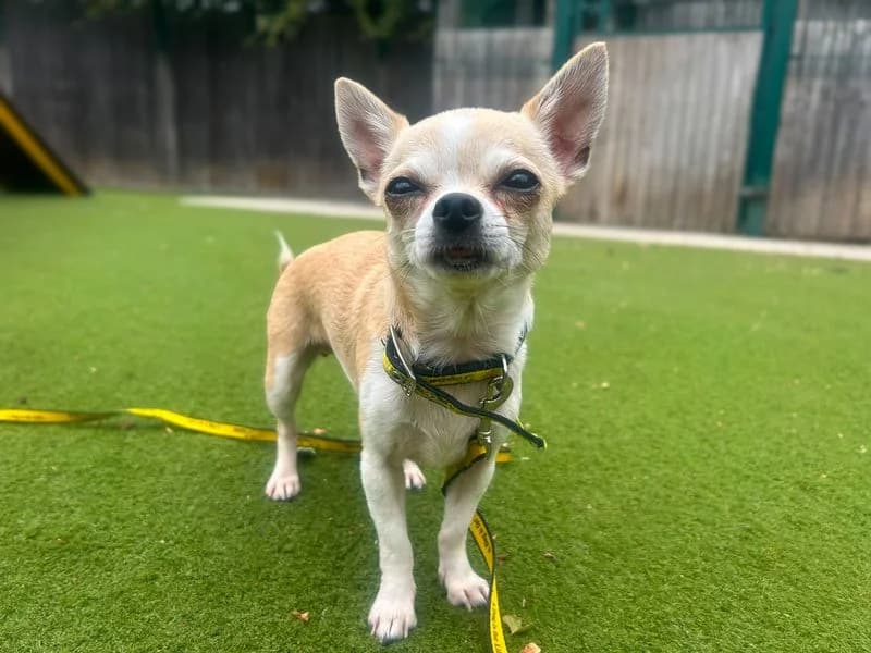 Flower, female young Chihuahua for adoption at Dogs Trust Basildon, Wickford