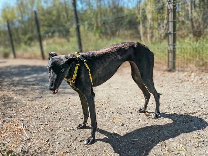 Maple, female 4yo Greyhound for adoption at Dogs Trust Basildon, Wickford