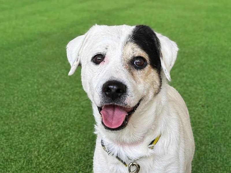 Bill, male 4yo Jack Russell Terrier for adoption at Dogs Trust Basildon, Wickford