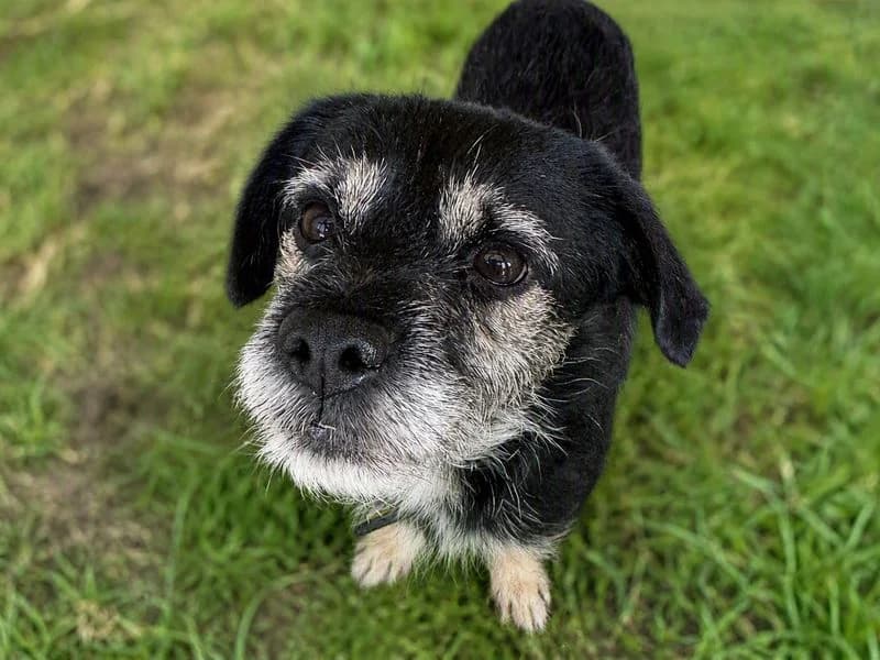 Fred, male 4yo Border Collie for adoption at Dogs Trust Basildon, Wickford