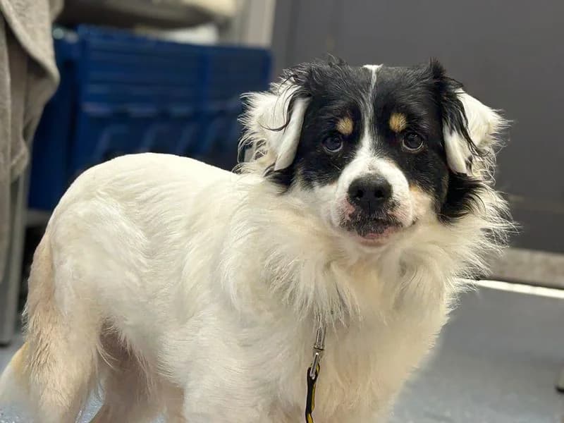 Fozzie, male 4yo Jack Russell Terrier for adoption at Dogs Trust Basildon, Wickford