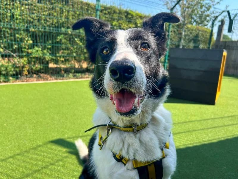 Larry, male 6yo Border Collie for adoption at Dogs Trust Basildon, Wickford