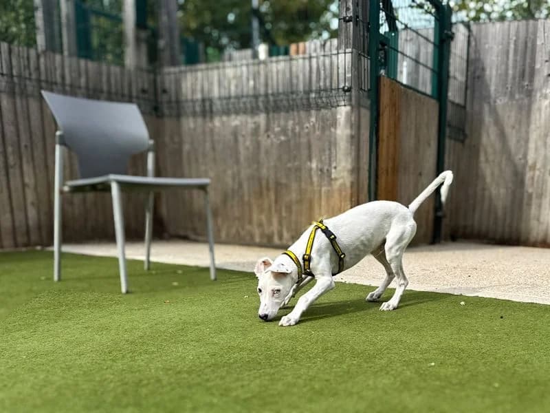 Dennis, male puppy Mixed Breed for adoption at Dogs Trust Basildon, Wickford