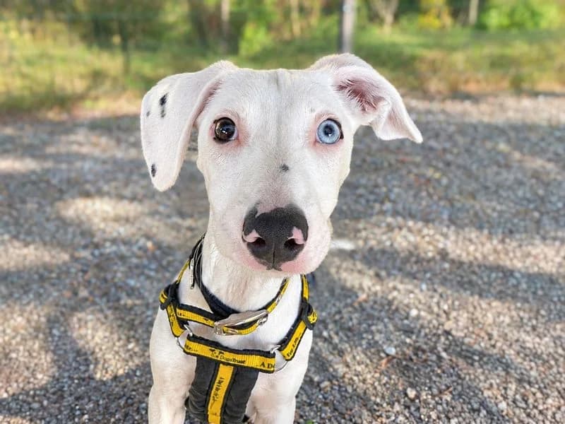 Dennis, male puppy Mixed Breed for adoption at Dogs Trust Basildon, Wickford