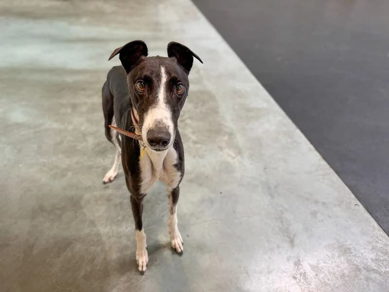 Graham, male 3yo Greyhound for adoption at Dogs Trust Basildon, Wickford