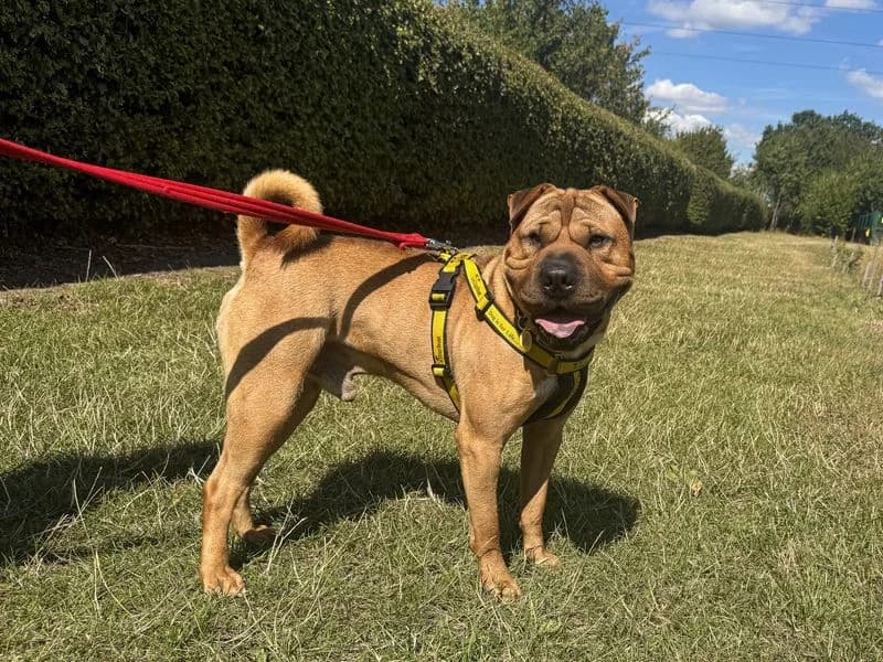 Charles, male 4yo Shar Pei for adoption at Dogs Trust Basildon, Wickford