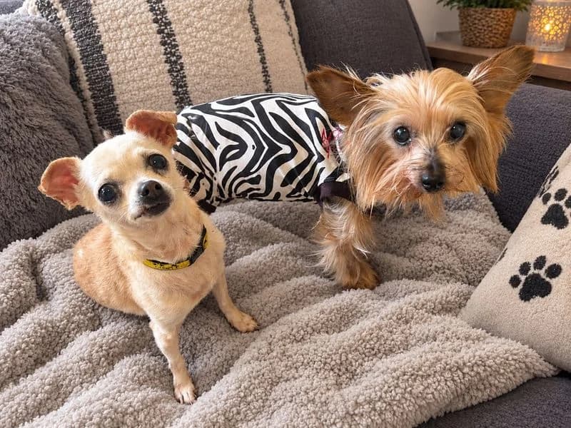 Tia, female senior Yorkshire Terrier for adoption at Dogs Trust Basildon, Wickford