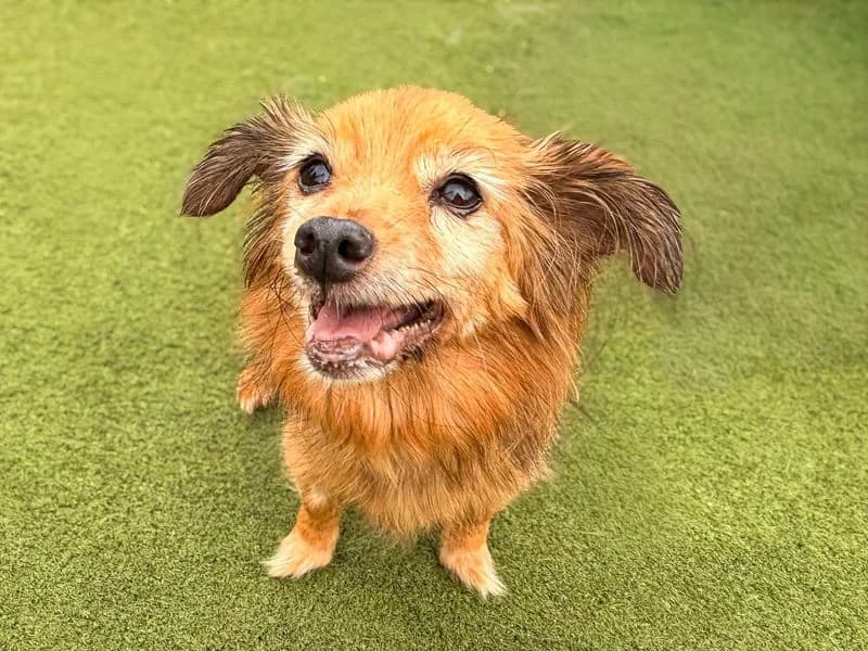 Izzy, female senior Chihuahua for adoption at Dogs Trust Basildon, Wickford