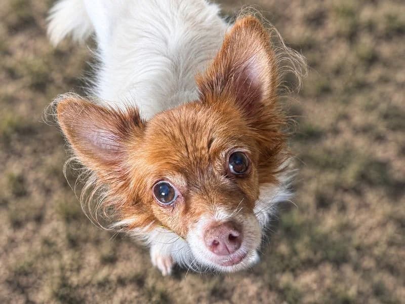 Lucky, male senior Chihuahua for adoption at Dogs Trust Basildon, Wickford