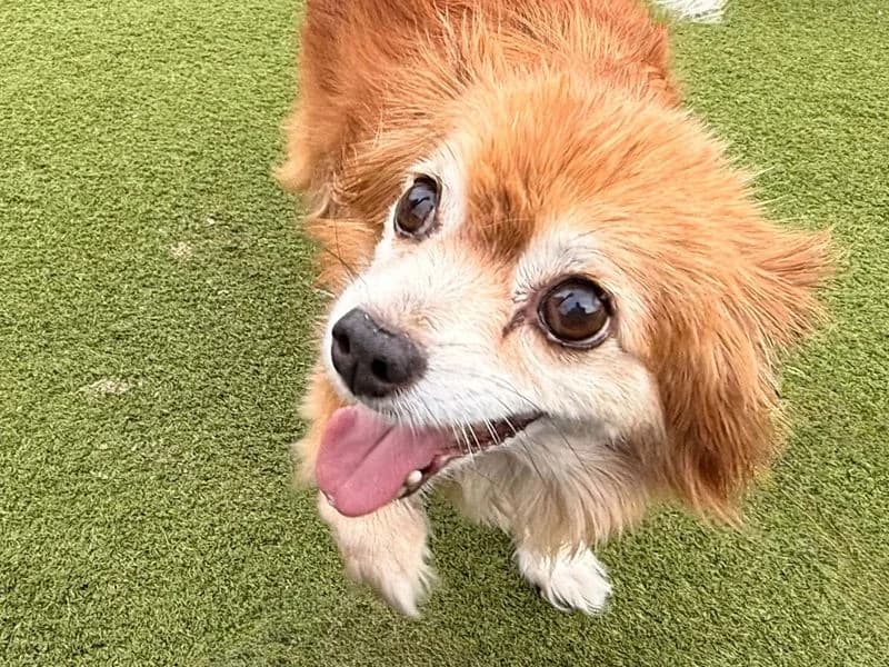 Ralph, male senior Chihuahua for adoption at Dogs Trust Basildon, Wickford