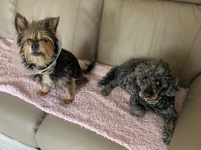 Patsy, female senior Yorkshire Terrier for adoption at Dogs Trust Basildon, Wickford