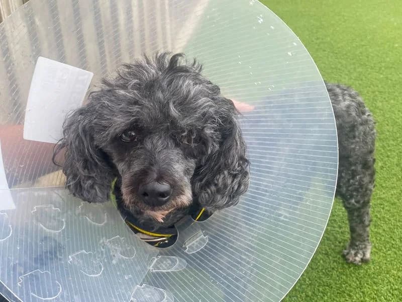 Bubble, female senior Poodle for adoption at Dogs Trust Basildon, Wickford