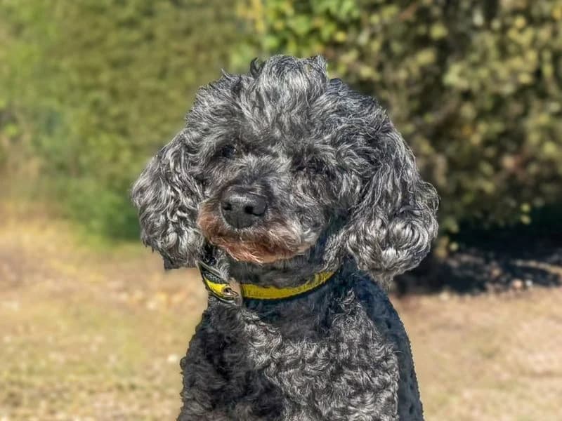 Bubble, female senior Poodle for adoption at Dogs Trust Basildon, Wickford