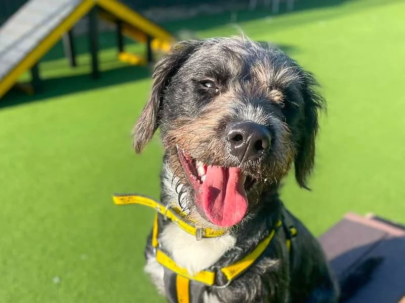 Panda, male puppy Staffordshire Bull Terrier for adoption at Dogs Trust Basildon, Wickford