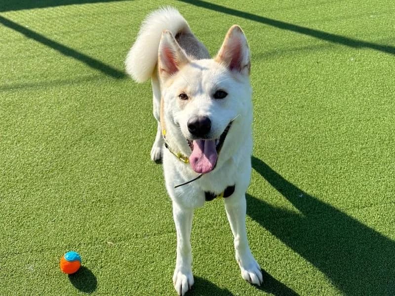 Dakota, female young Akita for adoption at Dogs Trust Basildon, Wickford