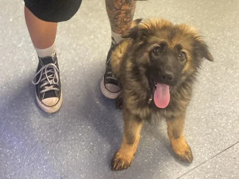 Koda, female puppy mixed breed for adoption at Dogs Trust Basildon, Wickford