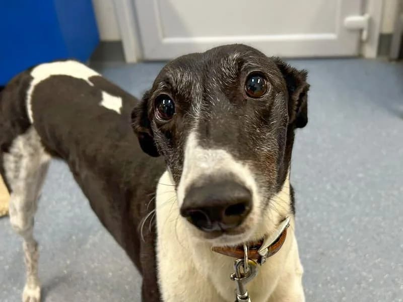 Edith, female 3yo Greyhound for adoption at Dogs Trust Basildon, Wickford