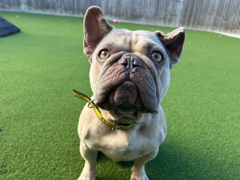 Bruce, male 6yo English Bulldog for adoption at Dogs Trust Basildon, Wickford